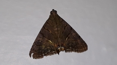 Dyomyx fumata