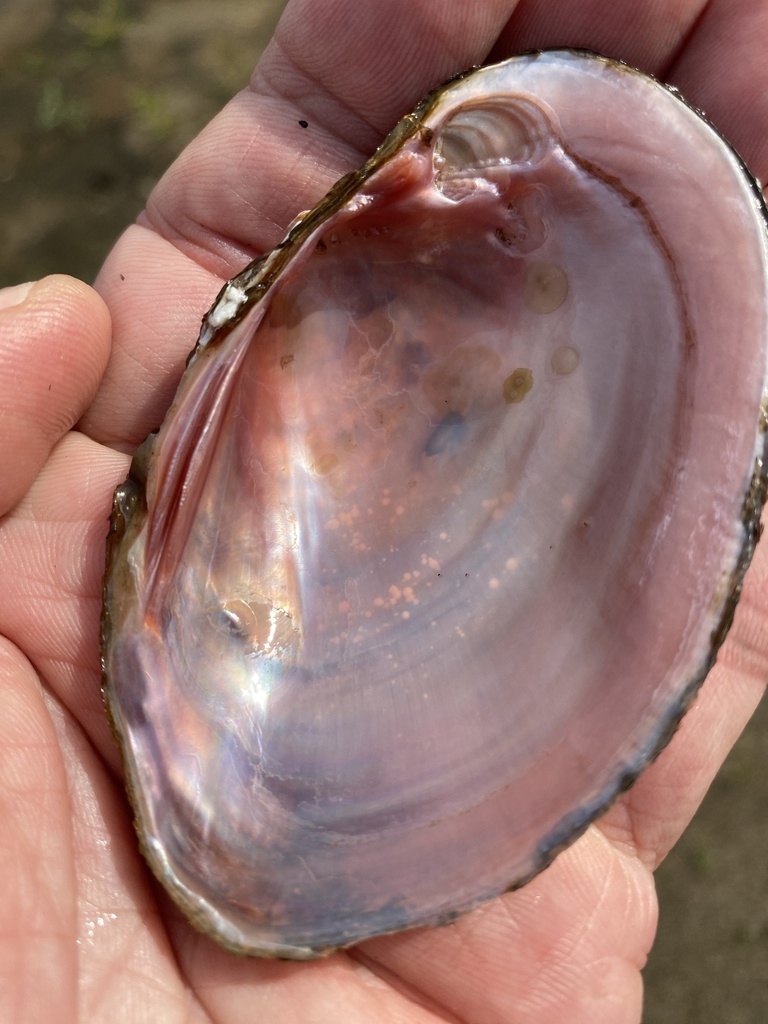 tidewater mucket