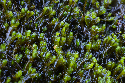 Rivulariella gemmipara