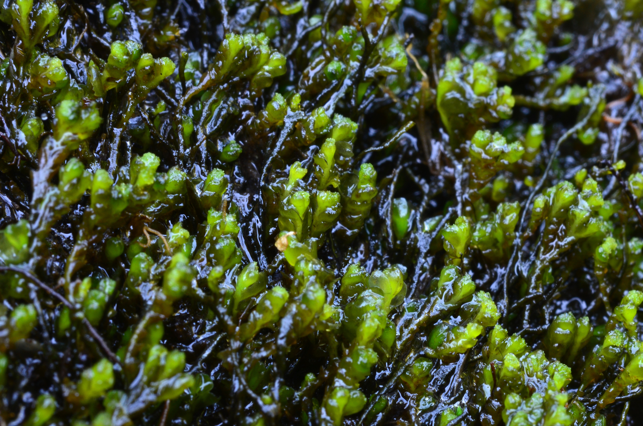 Rivulariella gemmipara
