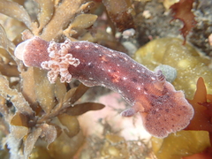 Alloiodoris lanuginata