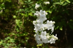 Penstemon tubaeflorus