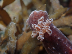 Alloiodoris lanuginata