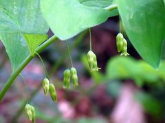 Polygonatum pubescens