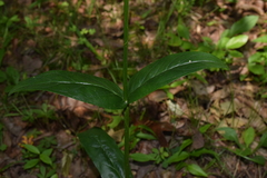 Penstemon tubaeflorus