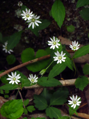 Stellaria corei