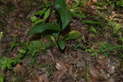 Penstemon tubaeflorus