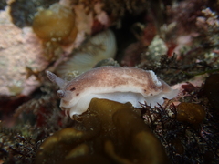 Alloiodoris lanuginata