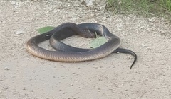 Drymarchon melanurus melanurus