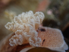 Alloiodoris lanuginata