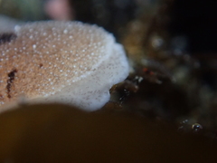 Alloiodoris lanuginata