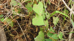 Ipomoea × leucantha