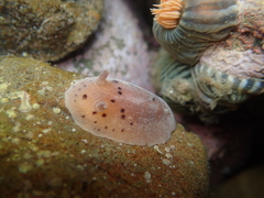 Alloiodoris lanuginata