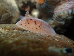 Alloiodoris lanuginata