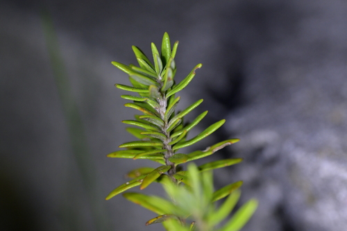 Westringia fruticosa