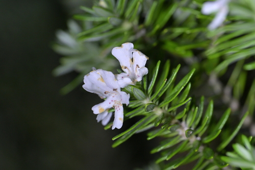 Westringia fruticosa