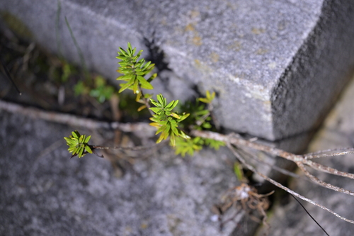 Westringia fruticosa