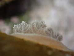 Alloiodoris lanuginata