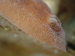 Alloiodoris lanuginata