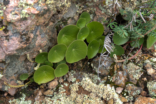 Peperomia monticola