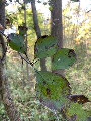 Crataegus succulenta