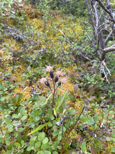 Narrowleaf Saw-wort (Saussurea angustifolia)