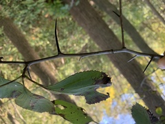 Crataegus succulenta