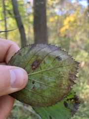 Crataegus succulenta