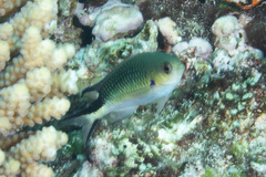 Pomachromis richardsoni