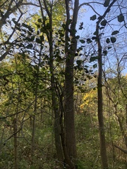 Crataegus succulenta