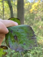 Crataegus succulenta