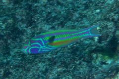 Thalassoma quinquevittatum
