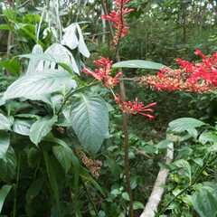 Odontonema cuspidatum