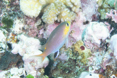 Pycnochromis acares