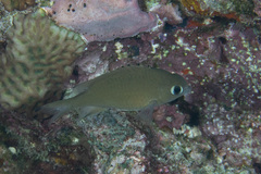 Azurina lepidolepis
