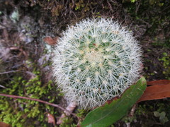 Mammillaria densispina