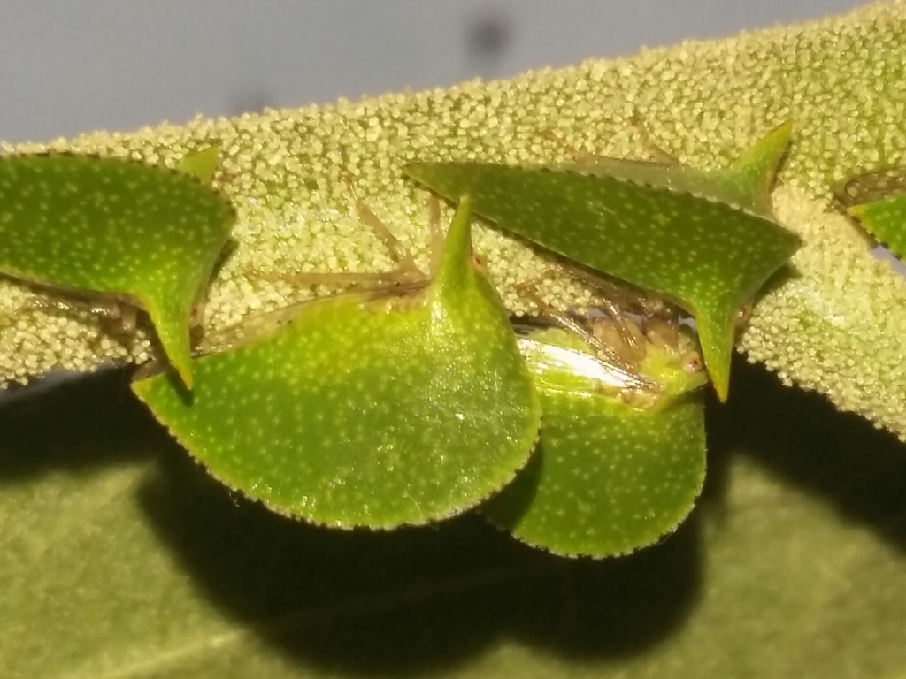 Antianthe foliacea