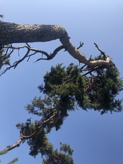 Pinus densiflora