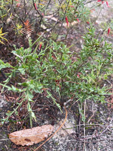 Sandhill Bitter-pea (Daviesia arenaria)