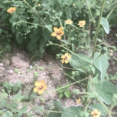 Abutilon trisulcatum