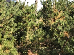 Pinus densiflora