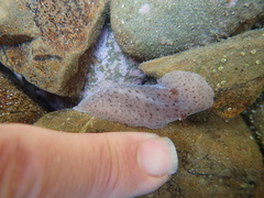 Alloiodoris lanuginata
