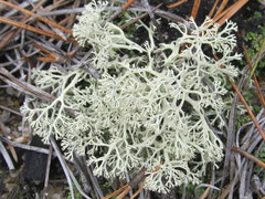 Cladonia submitis