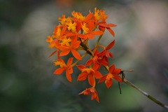 Epidendrum × obrienianum