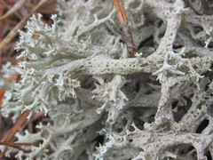 Cladonia boryi