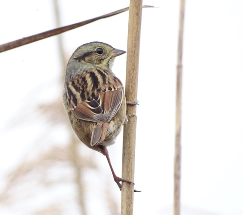 Swamp Sparrow, photo 7 of 9