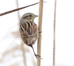 Swamp Sparrow photo 3
