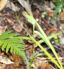 Pterostylis agathicola