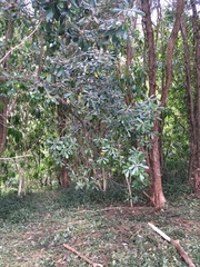 Pittosporum ralphii