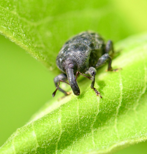 Milkweed Stem Weevil photo 3